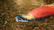 Salmon Recovery 2011