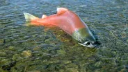 Dialogue Extra: Salmon Recovery 2011