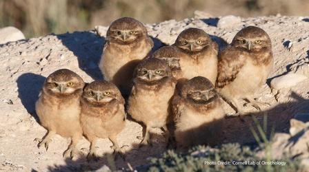 Video thumbnail: Dialogue Making 'The Sagebrush Sea'