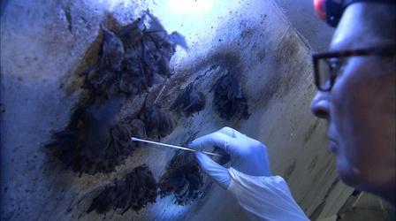 Video thumbnail: Idaho Science Journal Bat Killer?