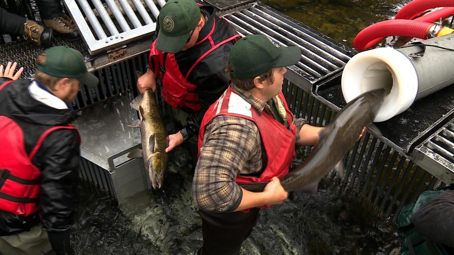 Salmon Cannon | Season 1 Episode 8 | Idaho Science Journal | PBS