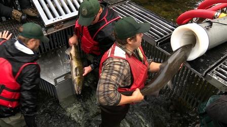 Video thumbnail: Idaho Science Journal Salmon Cannon