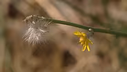 War of the Weeds