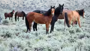 Home on the Range