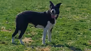 Our Dogs