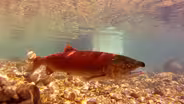 Salmon