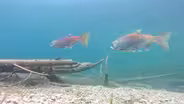 The Web Show:  Salmon