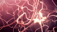 D4K: Nervous System
