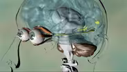D4K: The Web Show:  Nervous System