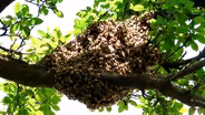 D4K: The  Web Show:  Bees