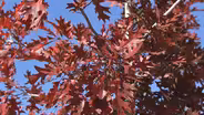 Trees: Full Show