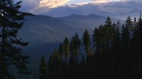 Video thumbnail: Science Trek The Web Show: Trees