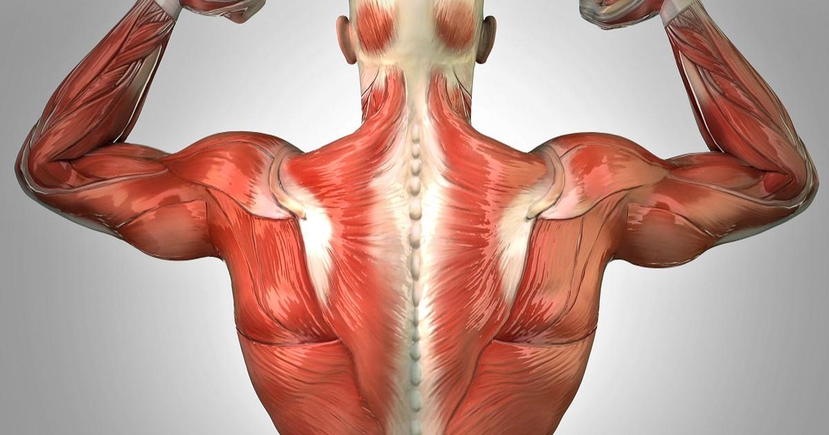 Muscles of the back: Video, Anatomy & Definition