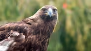 Birds of Prey 