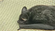 The Web Show: Bats