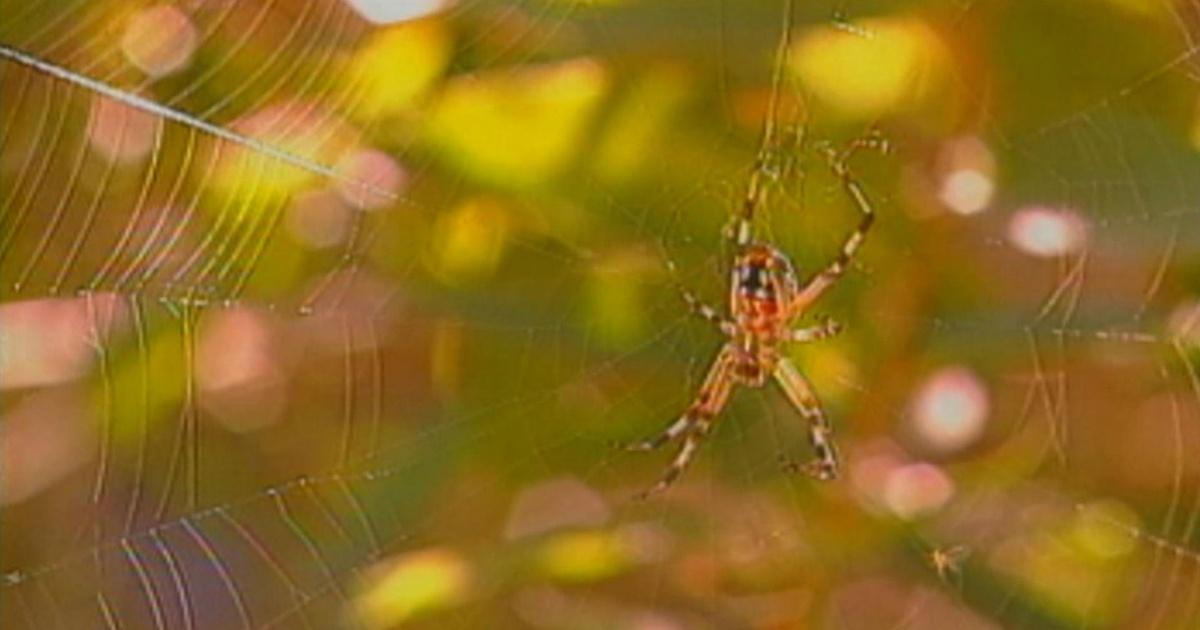 Science Trek | Food Web | PBS