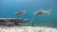 The Web Show:  Food Web