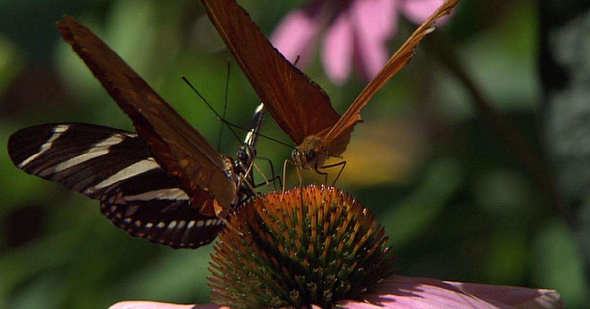 science trek insects