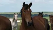 The Web Show: Horses