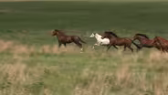 Horses