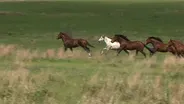 Horses