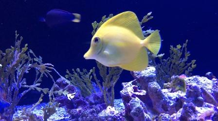 Video thumbnail: Science Trek The Web Show: Oceans