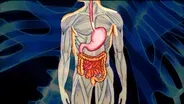 The Web Show: Digestive System