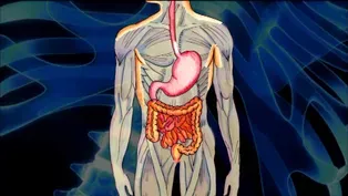 The Web Show: Digestive System