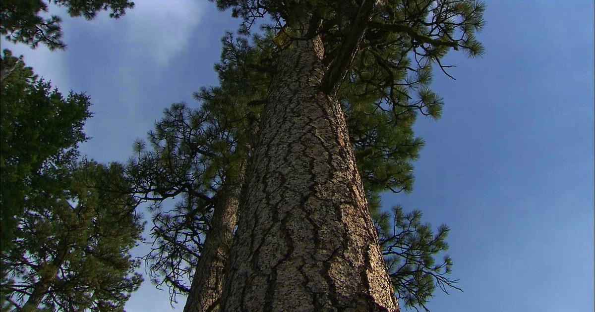 Science Trek | Forests | PBS