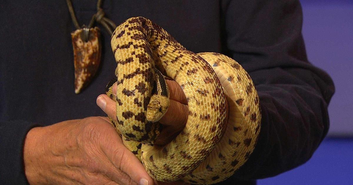 Science Trek | Snakes