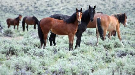 Video thumbnail: Scout-People & Culture Home on the Range (Outdoor Idaho)