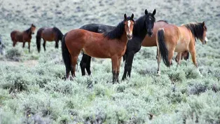 Home on the Range (Outdoor Idaho)