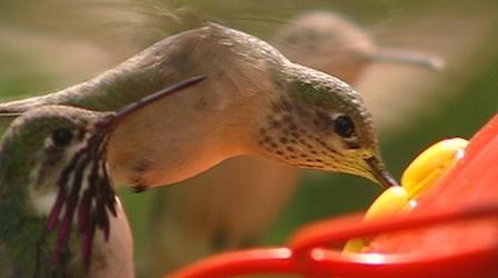 Video thumbnail: Scout-Science Birders Banders Binoculars (Outdoor Idaho)