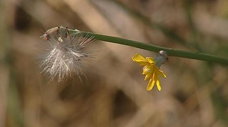 Video thumbnail: Scout-Science War of the Weeds (Outdoor Idaho)