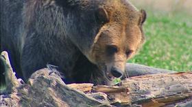 Video thumbnail: Scout-Wild Things Predator Legends (Outdoor Idaho)