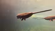 Hiking Dogs, Telling Stories & Protecting Paddlefish
