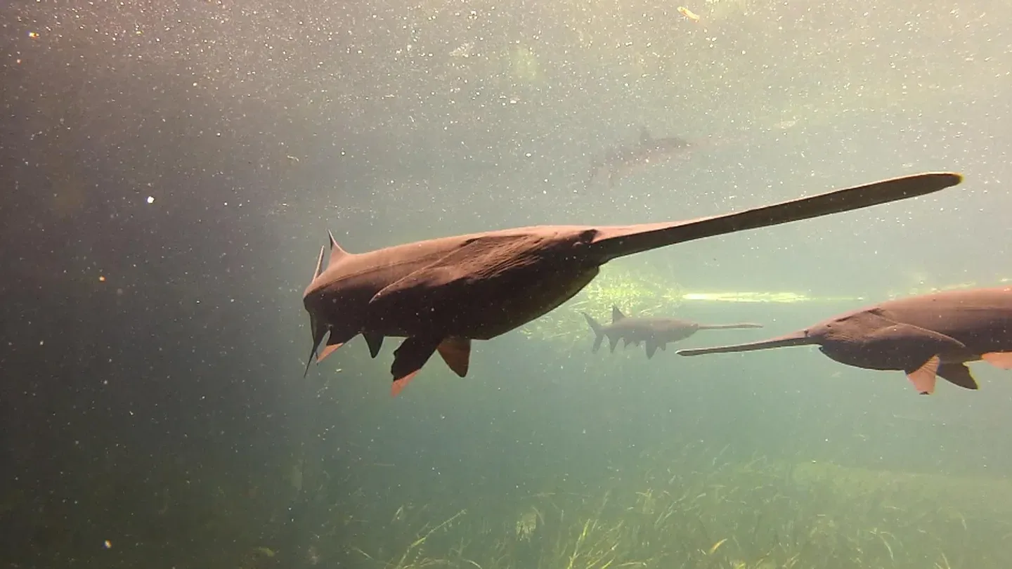 Hiking Dogs, Telling Stories & Protecting Paddlefish