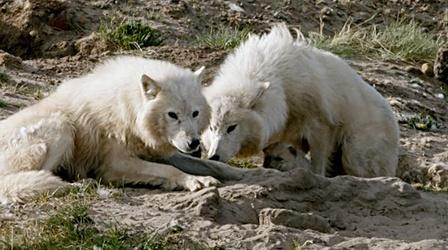 Video thumbnail: Nature Wolf Pup Nursed by Two Mothers