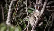 Tiny Bush Baby Hunted by Dangerous Genet