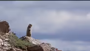 How arctic ground squirrels could advance human brain health