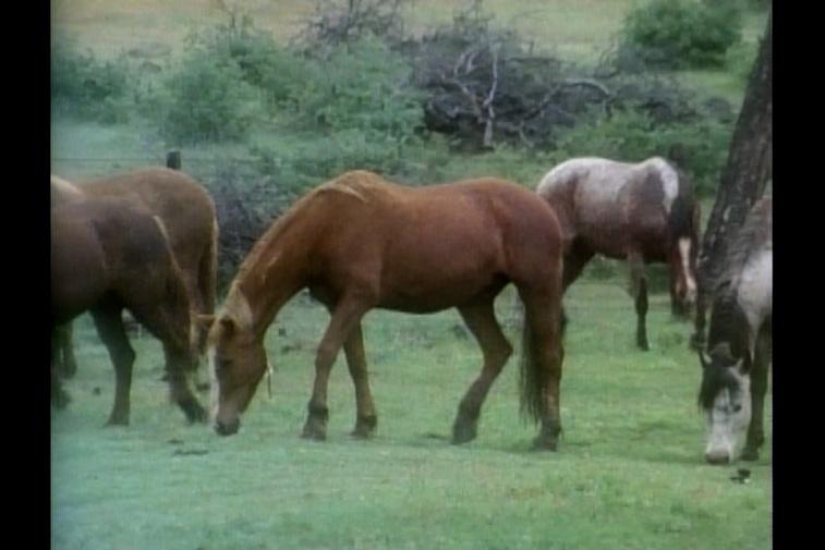 America's Wild Horses Poster