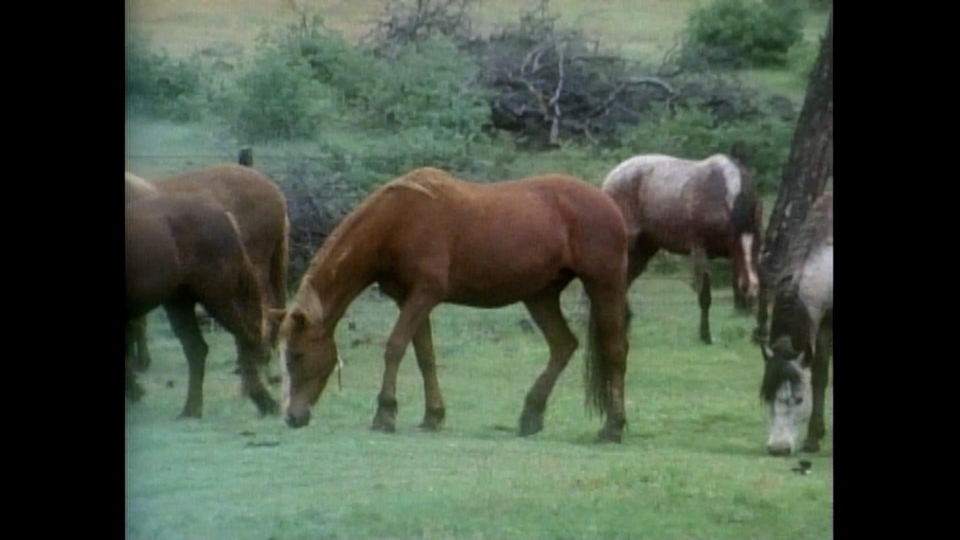 America's Wild Horses | Nature | NJ PBS
