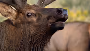 Heart of the World: Behind the Scenes-Capturing Wildlife 