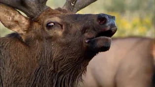 Heart of the World: Behind the Scenes-Capturing Wildlife 