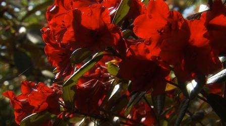 Video thumbnail: Lakewold Gardens Rhododendron Care