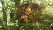 Pruning Japanese Maples