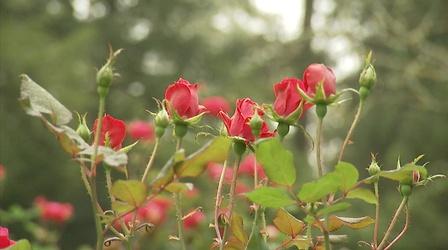Video thumbnail: Lakewold Gardens Pruning Roses