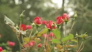Pruning Roses