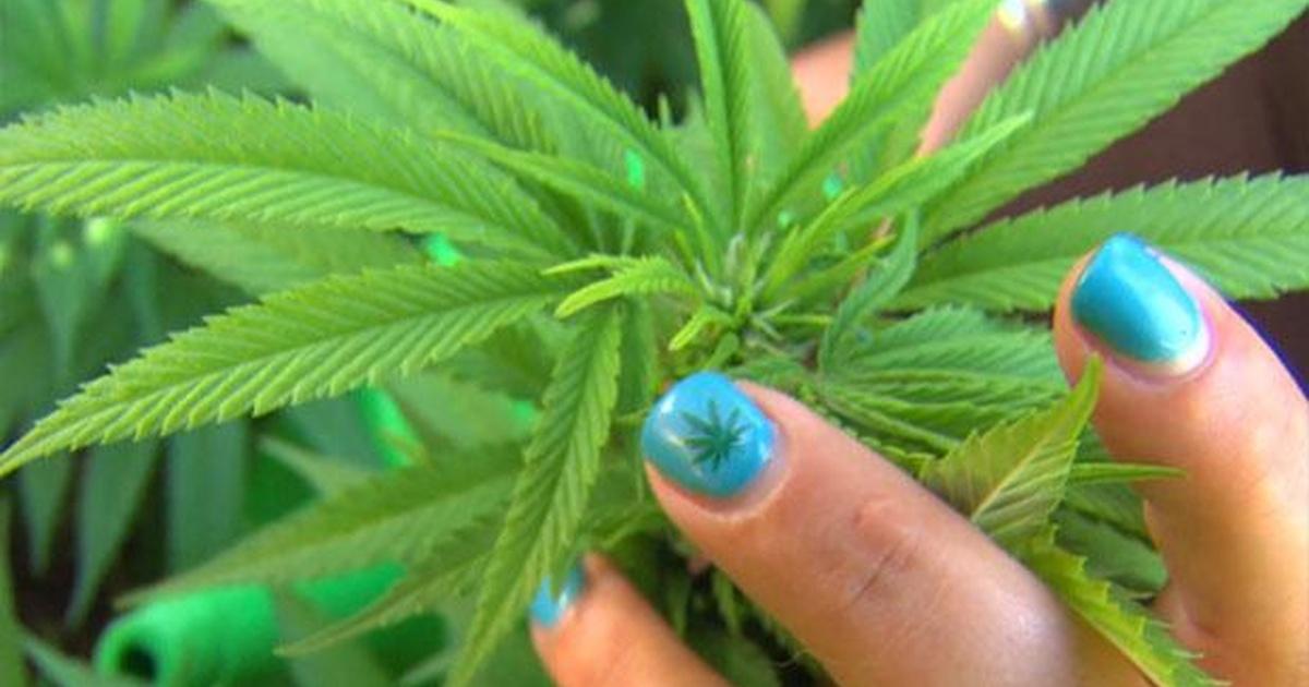 In close | legalized marijuana | season 1 | episode 104