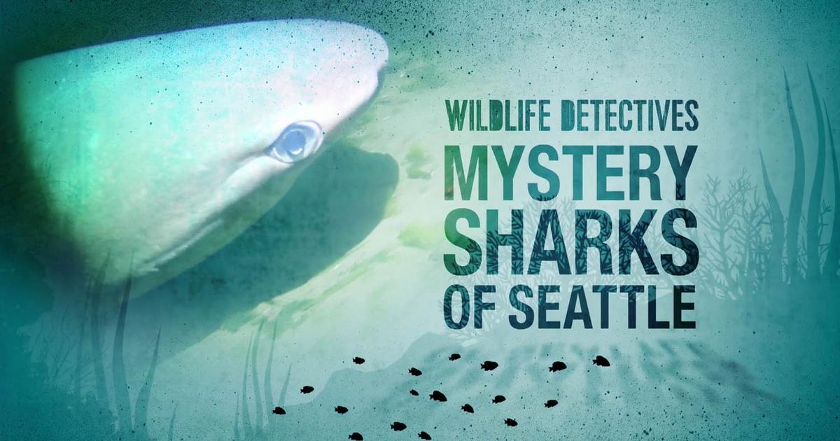 KCTS 9 Documentaries | Searching For The Mystery Sharks of Seattle ...